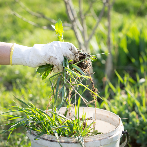 Hand wearing a white glove holding a handful of weeds over a bucket in a field of weeds